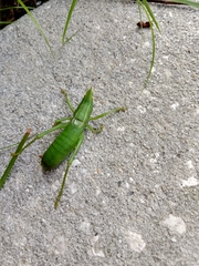 Belocephalus