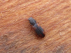 Bitoma crenata