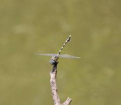 Ictinogomphus ferox