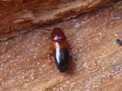 Corticeus bicolor