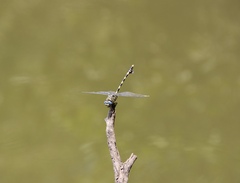Ictinogomphus ferox
