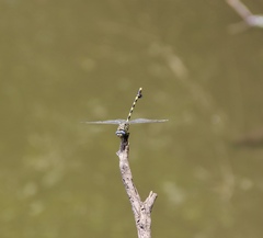 Ictinogomphus ferox