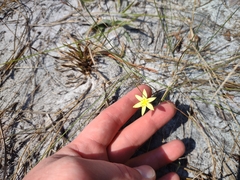 Hypoxis juncea