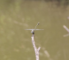 Ictinogomphus ferox