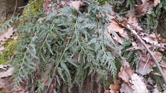 Asplenium adiantum-nigrum