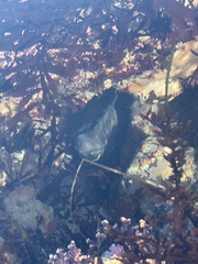 Cebidichthys violaceus