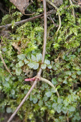 Plagiomnium rostratum