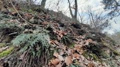 Asplenium adiantum-nigrum