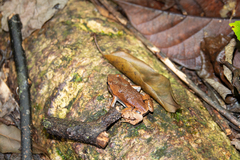 Hamptophryne boliviana