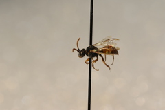 Nomada perplexa