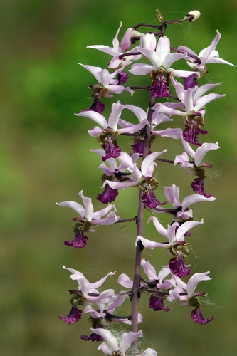 Eulophia cristata
