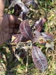 Pterocaulon