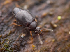 Proteinus brachypterus