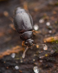 Proteinus brachypterus