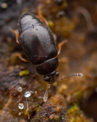 Proteinus brachypterus