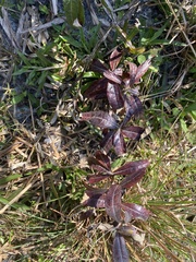 Pterocaulon