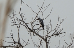 Kaupifalco monogrammicus