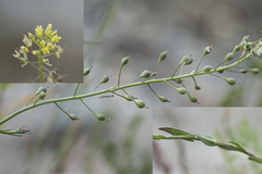 Camelina microcarpa