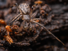 Episinus angulatus