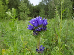 Campanula cervicaria