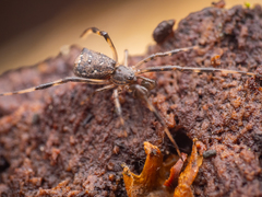 Episinus angulatus