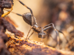 Episinus angulatus