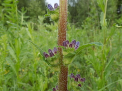 Campanula cervicaria