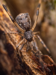 Episinus angulatus