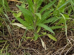 Campanula cervicaria