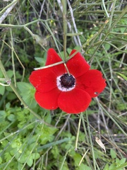 Anemone coronaria