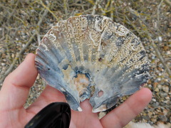 Aequipecten opercularis