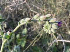 Anchusa