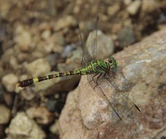 Paragomphus elpidius