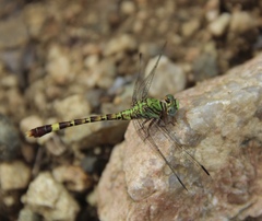 Paragomphus elpidius