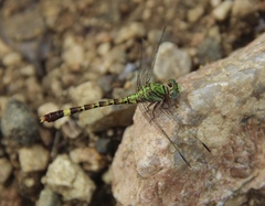 Paragomphus elpidius