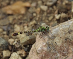 Paragomphus elpidius