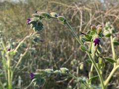 Anchusa