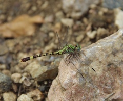 Paragomphus elpidius