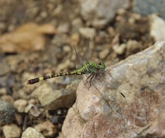 Paragomphus elpidius