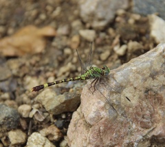 Paragomphus elpidius