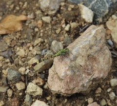 Paragomphus elpidius