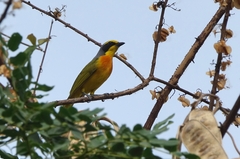 Telophorus sulfureopectus