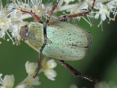 Hoplia argentea