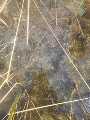 Utricularia olivacea