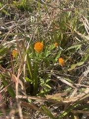 Polygala lutea