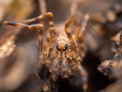 Rilaena triangularis