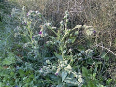 Anchusa