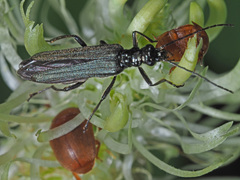 Oedemera tristis