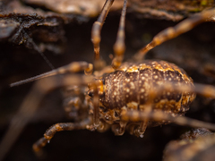 Rilaena triangularis