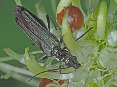 Oedemera tristis